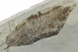 Fossil Leaf Plate - Green River Formation, Utah #218289-1